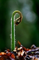 flore_11_04_09 no01